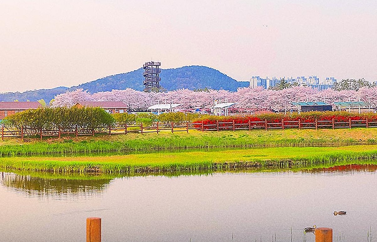 경기 시흥시에 있는 갯골생태공원 모습. 시흥의 대표적인 명소로 주민들의 사랑을 받고 있는 곳이다. 기사 이해를 돕기 위한 자료 사진. 이번 6.3 지방선거에서 경기 시흥시는 시장을 뽑기 위한 선거를 치르지 않는다. 무투표로 사실상 시장 당선을 확정 지은 후보자가 나왔다. / 시흥시 페이스북