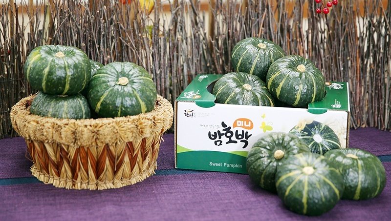 달콤함은 높이고 크기는 알맞게…함평군, 명품 ‘미니단호박’ 본격 출하