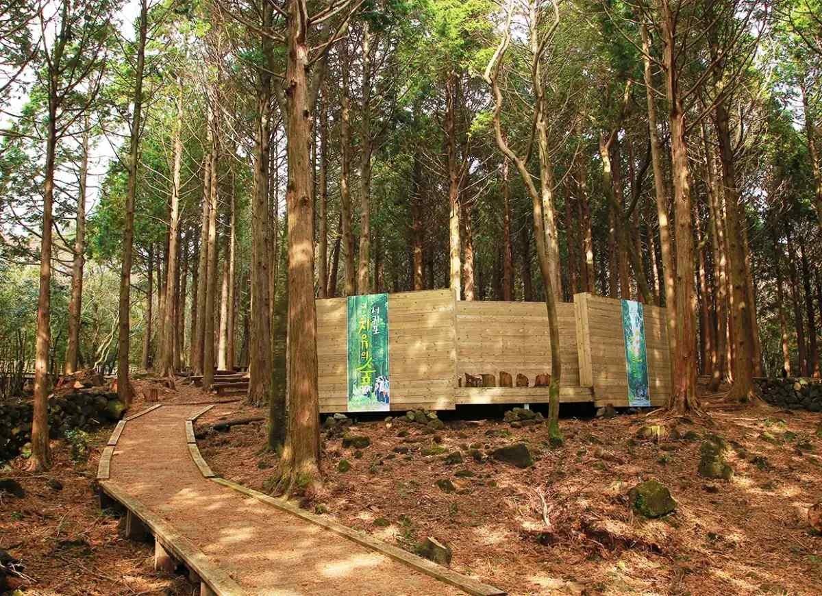 서귀포 치유의 숲 / VISIT JEJU-제주관광공사 제공