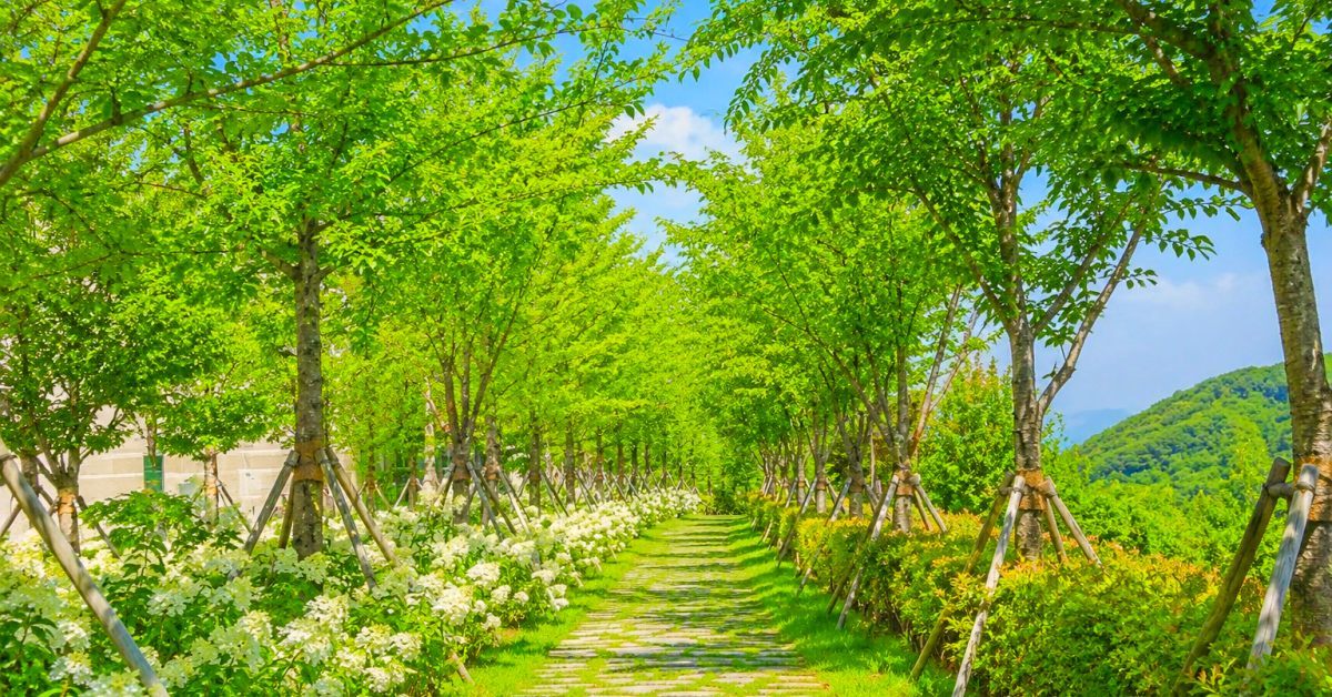 버려진 철길이 9.3km '꽃길'로 변신했다... 요즘 원주서 핫하다는 '의외의 장소'