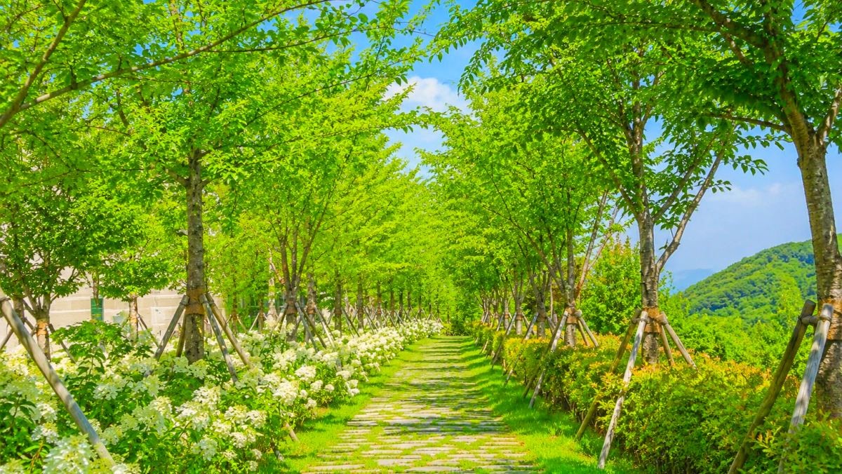 치악산 바람길숲. 기사 내용 토대로 AI툴 활용해 제작한 자료사진.