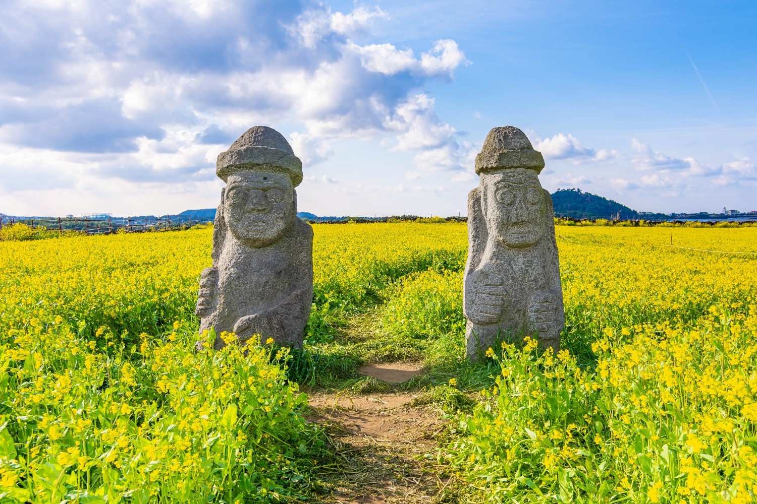 제주도 유채꽃밭과 돌하르방 풍경  / 셔터스톡