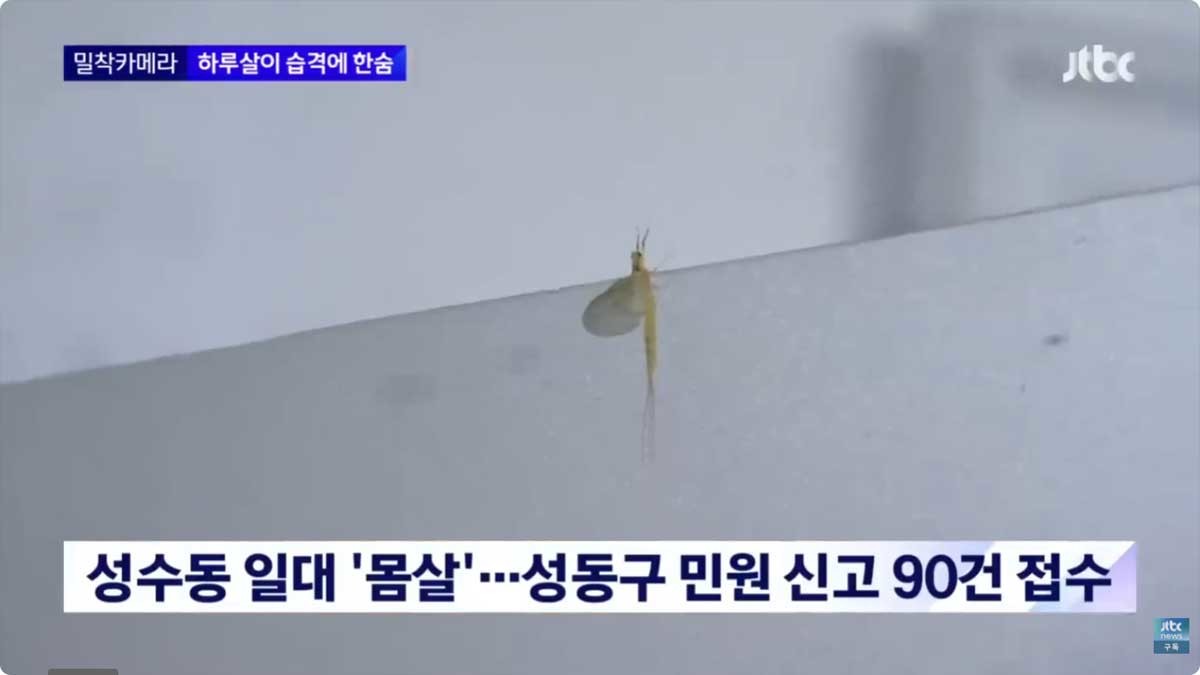 팅커벨 모습. / 유튜브 'JTBC News'