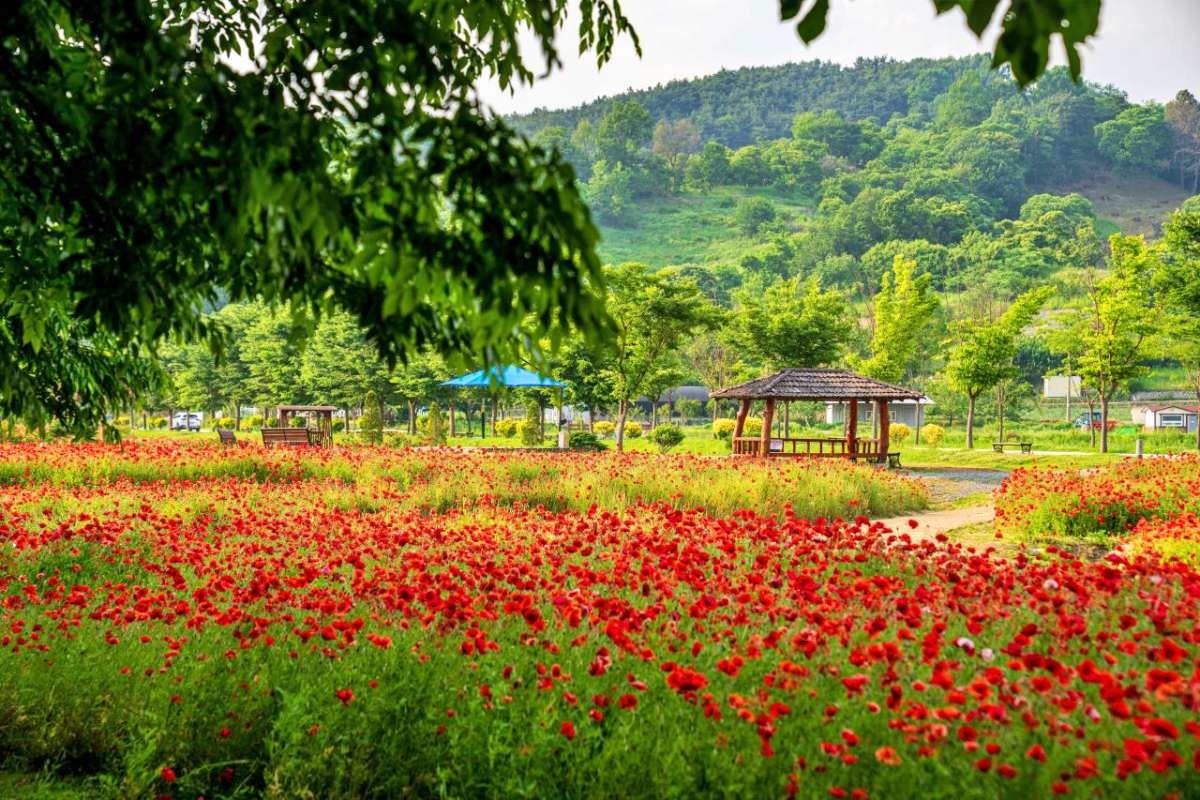 함양 상림공원     / 한국관광공사(촬영 : 김지호)