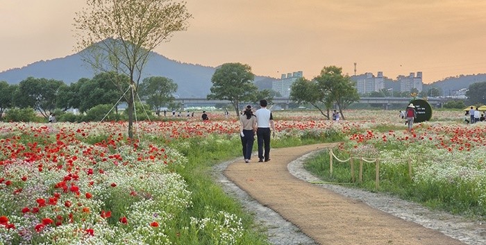 영산강 들섬과 둔치 일원에 조성된 약 16만㎡ 규모 꽃양귀비 단지가 만개해 붉은 꽃물결 장관을 이루고 있다. 지난 주말 많은 시민과 관광객들이 방문해 봄 정취를 즐겼다. / 나주시