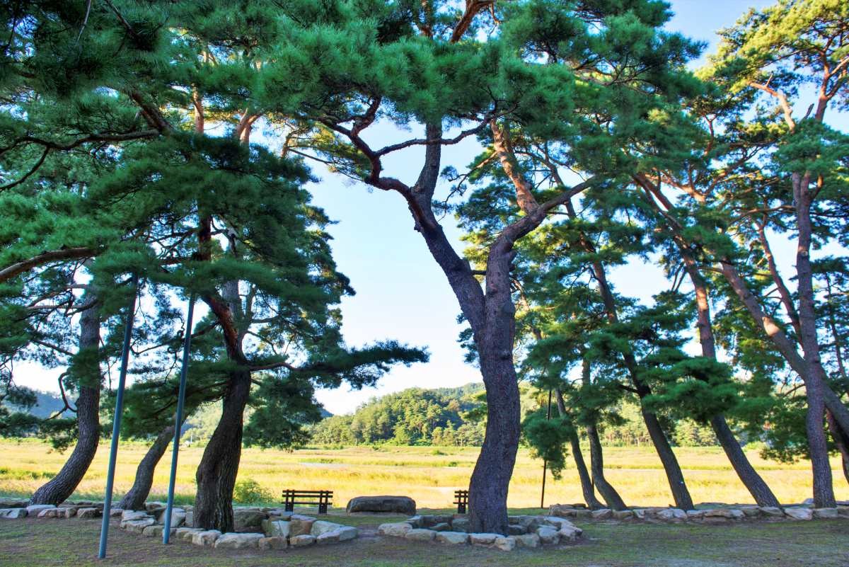 선몽대 소나무 숲 / 국가유산청-공공누리