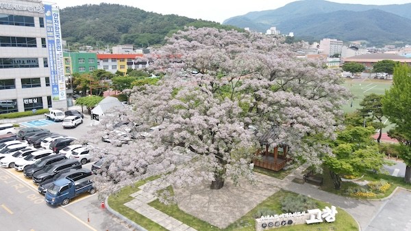 고창 교촌리 멀구슬나무꽃 만개 / 고창군
