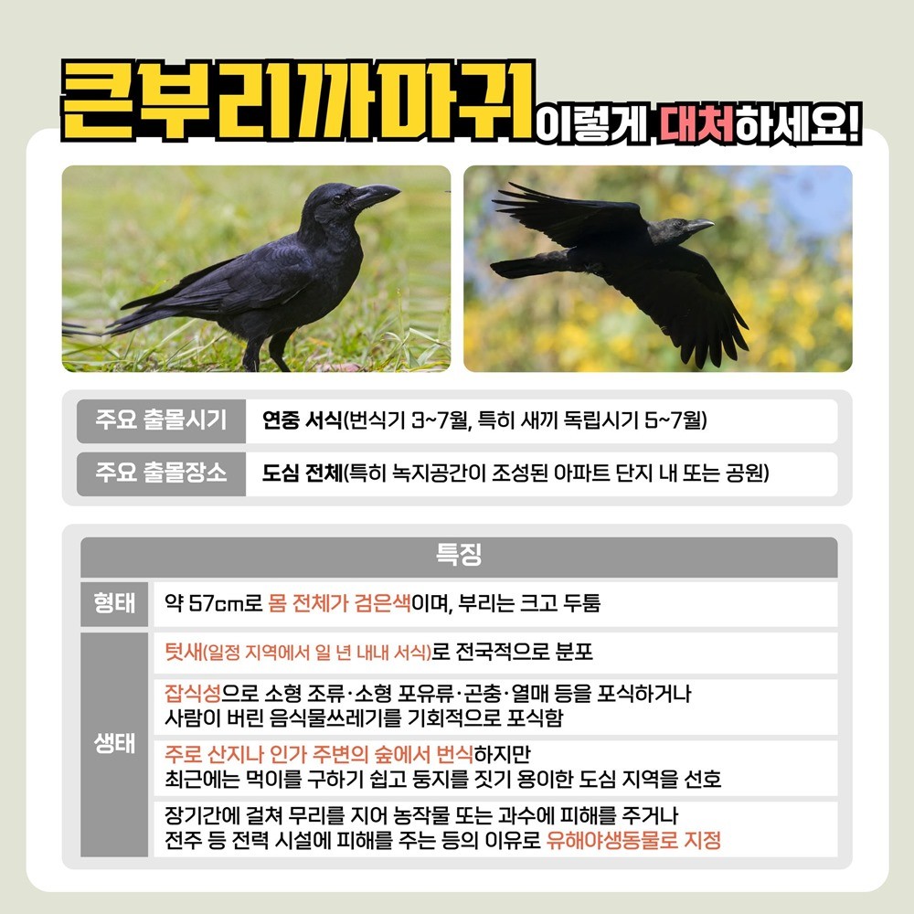 기후에너지환경부가 이미지로 제작한 큰부리까마귀 대처법 / 기후에너지환경부 제공