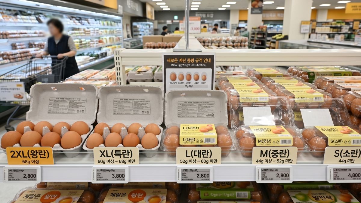 '계란, 이제 사이즈 구분 쉽게 하자!' 기사 내용 토대로 AI툴 활용해 제작한 자료사진.