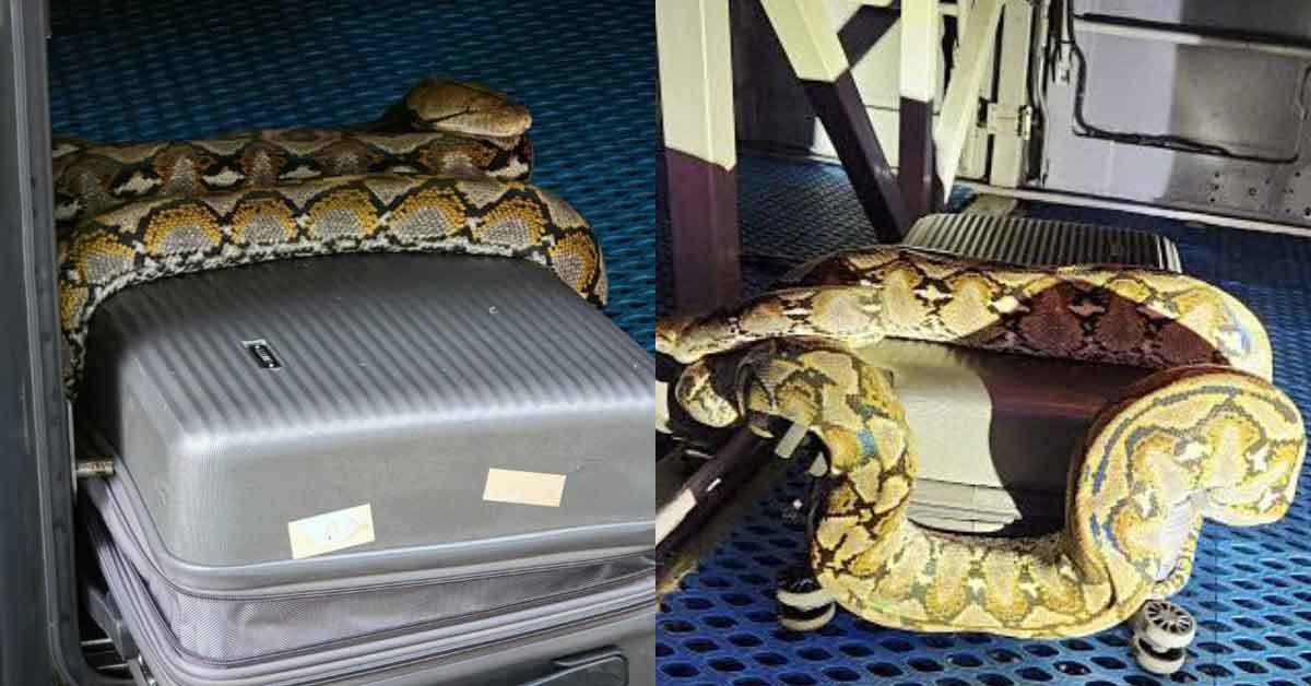 무려 8m까지 자란다는데…대구 버스 화물칸서 포착돼 난리 난 '위험 동물' 정체