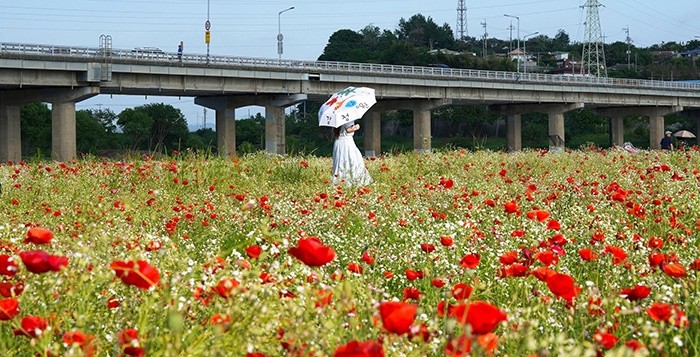 영산강정원에서 양산을 쓴 관광객이 꽃양귀비 단지를 거닐고 있다. / 나주시