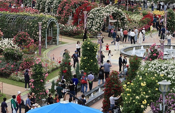 황금연휴인 25일, 전남 곡성군 섬진강기차마을은 장미 향기와 사람들로 가득 찼다. 제16회 곡성세계장미축제장을 찾은 관광객들은 붉은빛과 분홍빛, 노란빛으로 흐드러지게 피어난 장미 사이를 천천히 걸으며 늦봄의 정취를 온몸으로 느꼈다. / 노해섭 기자