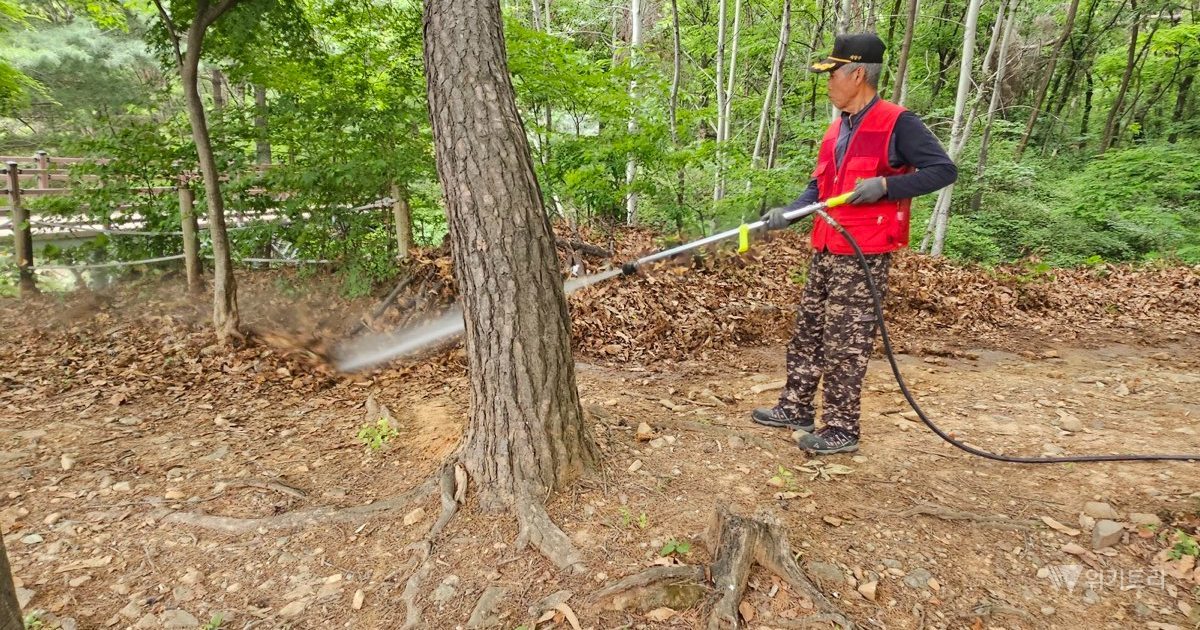 계양구, '러브버그' 박멸 친환경 미생물 전격 투입