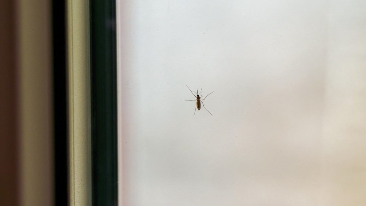 모기 자료사진. / alexgo.photography-shutterstock.com