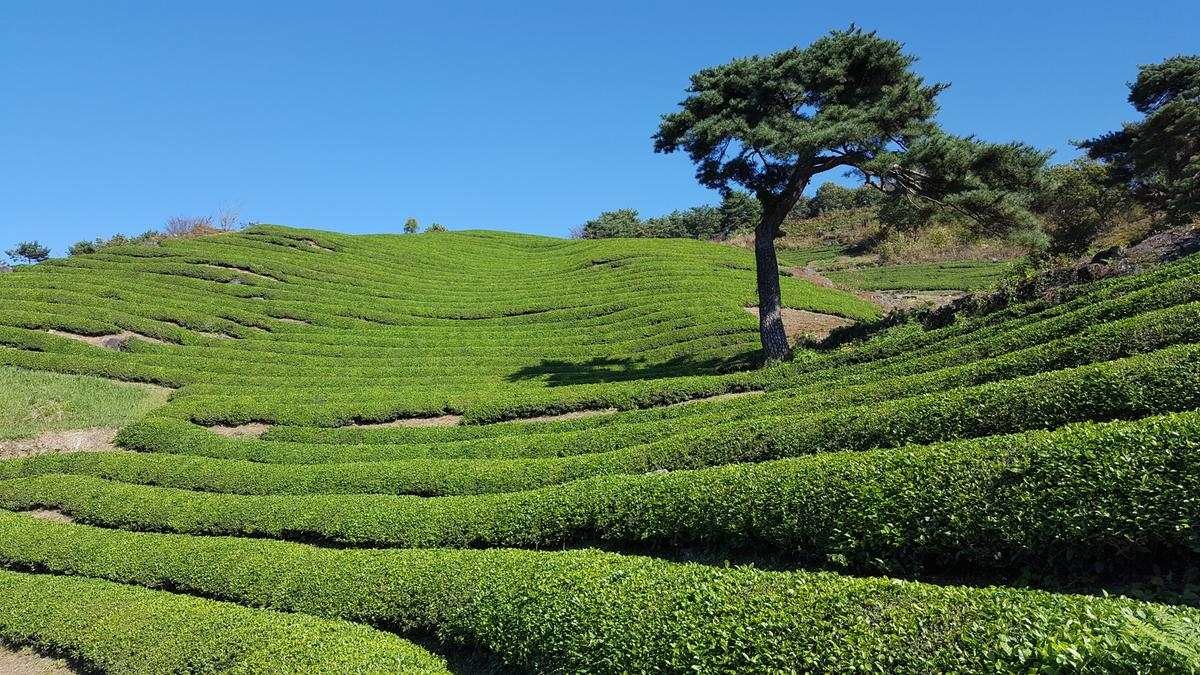 화개동천 야생차밭 / 하동군 홈페이지