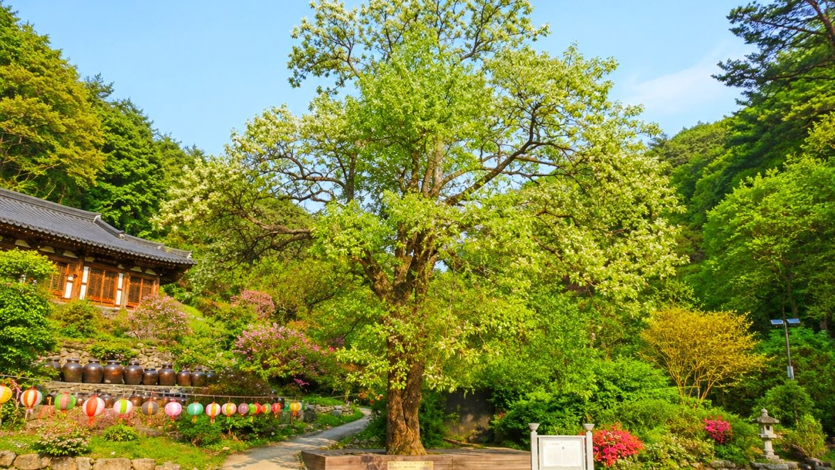 은수사. 기사 내용 토대로 AI툴 활용해 제작한 자료사진.
