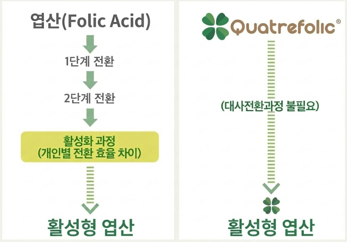 일반 엽산과 활성형 엽산의 대사 방식 차이 비교. / Gnosis 제공