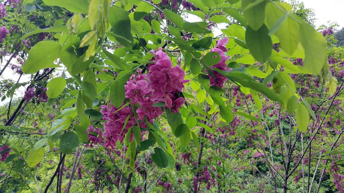 대청호 변인 충북 옥천군 군북면 대정리 와정마을 뒷산에 분홍색 아까시나무 꽃이 만개해 눈길을 끌고 있다. / 옥천군 제공