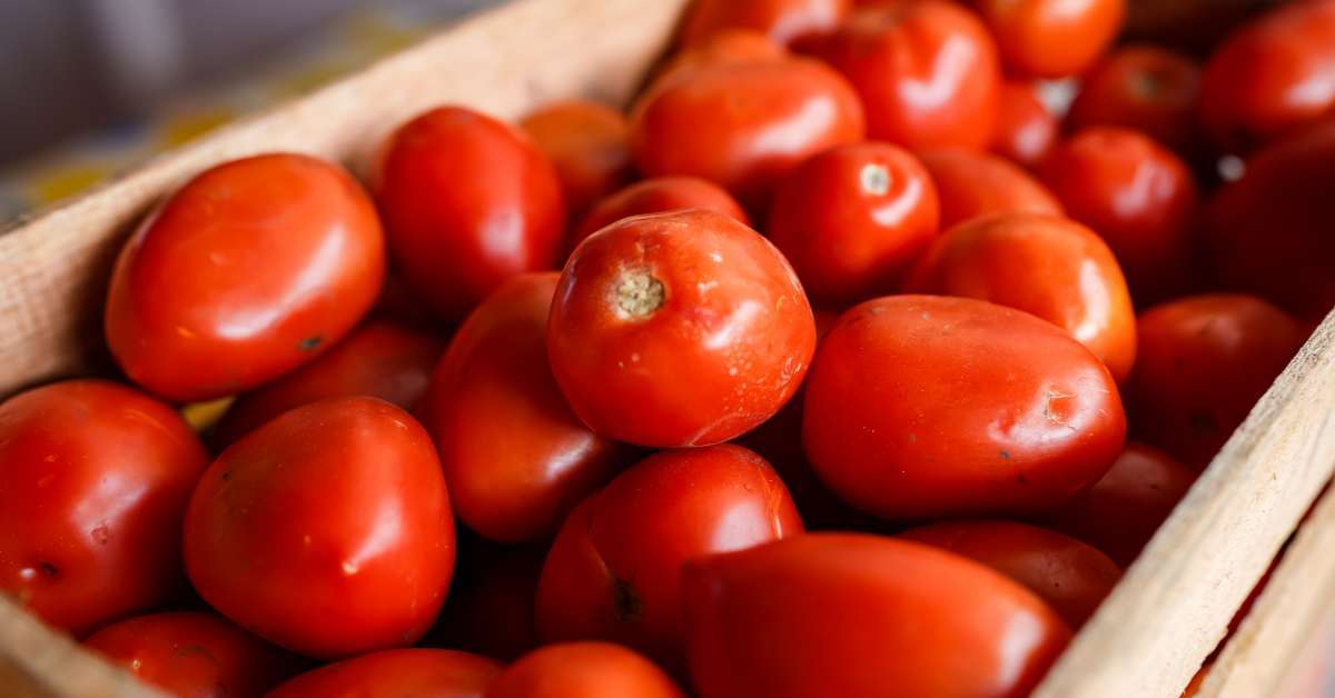 세상에 이런 조합이?… 밤에 참치회 당길 때 토마토에 ‘이것’ 얹어보세요