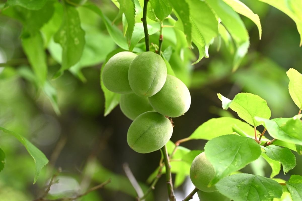 매실 열매 자료사진. / tamu1500-shutterstock.com