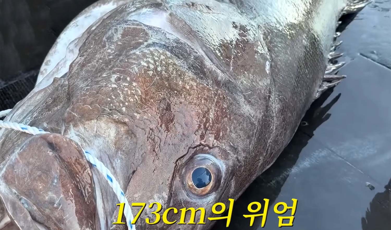 유튜버 마초 일행이 낚은 돗돔. / '마초TV' 유튜브