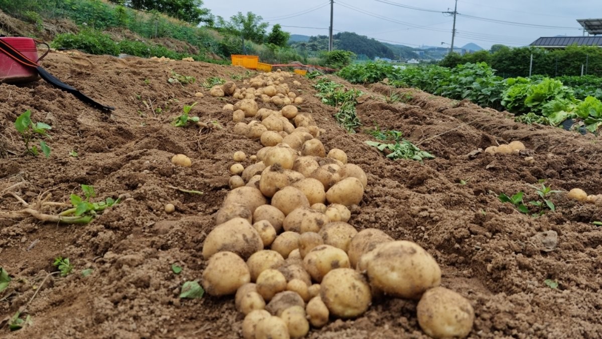 감자 자료사진. / Binimin-shutterstock.com