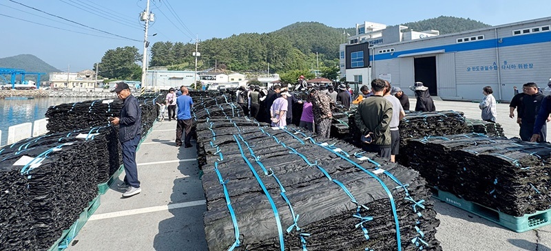 완도 청정 바다의 맛, 올해도 풍성하다…건다시마 첫 위판 26톤·1억 9천만 원