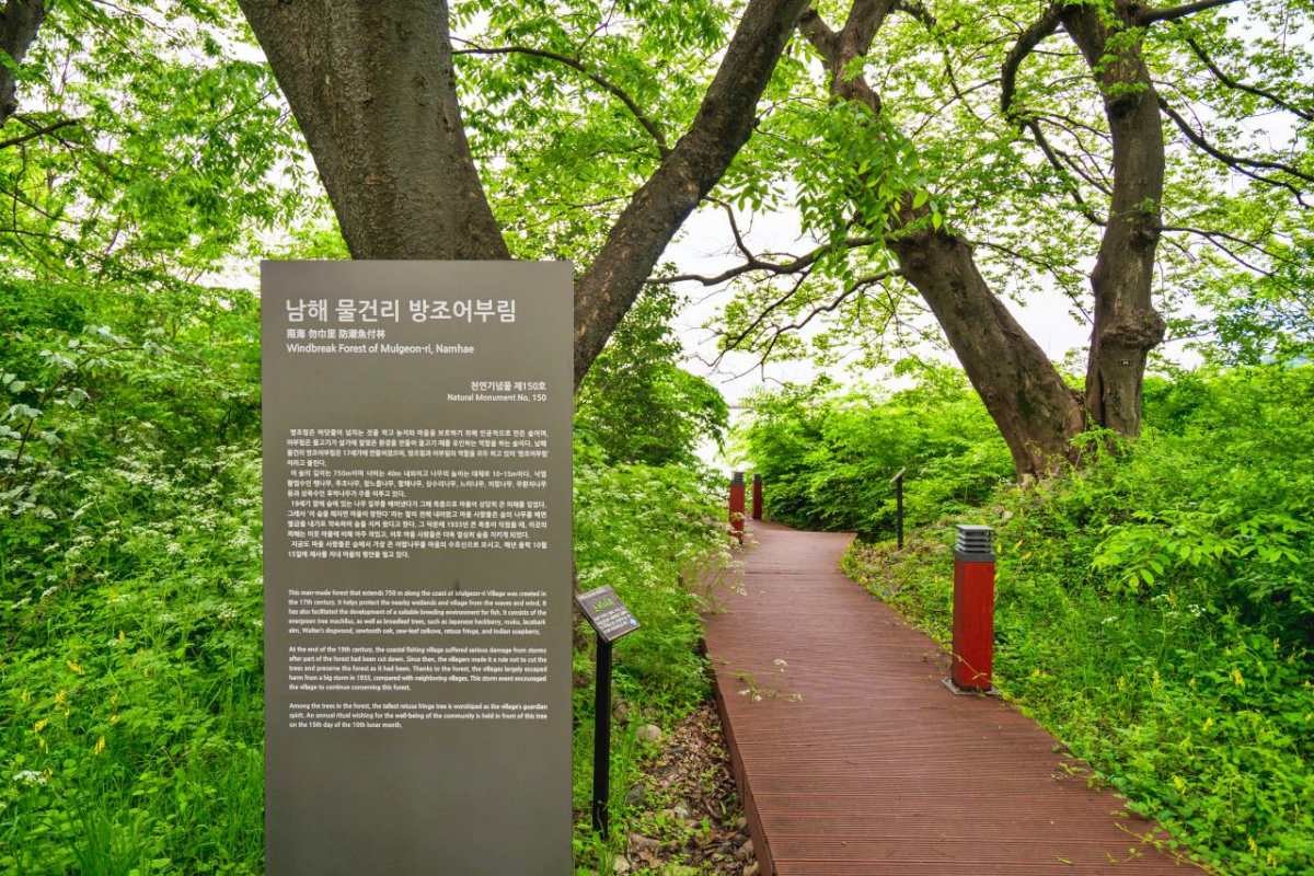 물건리 방조어부림 / 한국관광공사(촬영 : 김지호)