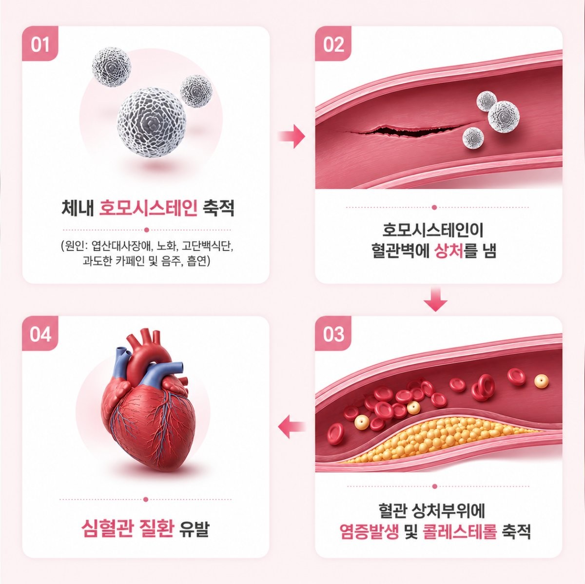 호모시스테인 작용을 설명한 이미지. / Gnosis 제공