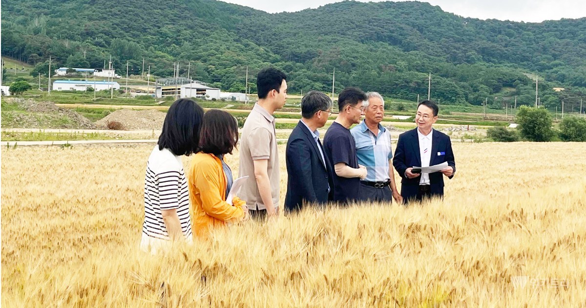 영광 보리밭에 국립식량과학원이 찾아온 이유…신품종 재배 현장 점검