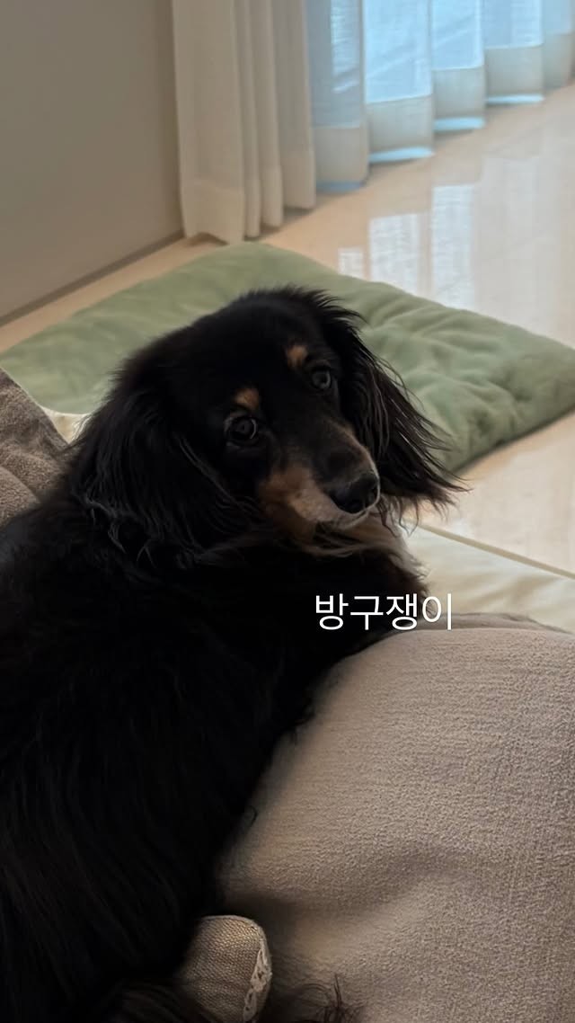 정경호의 애완견 호영 / 정경호 인스타그램