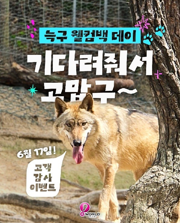 돌아온 '늑구' 반기는 오월드, 17일 ‘웰컴백 데이’ 개최