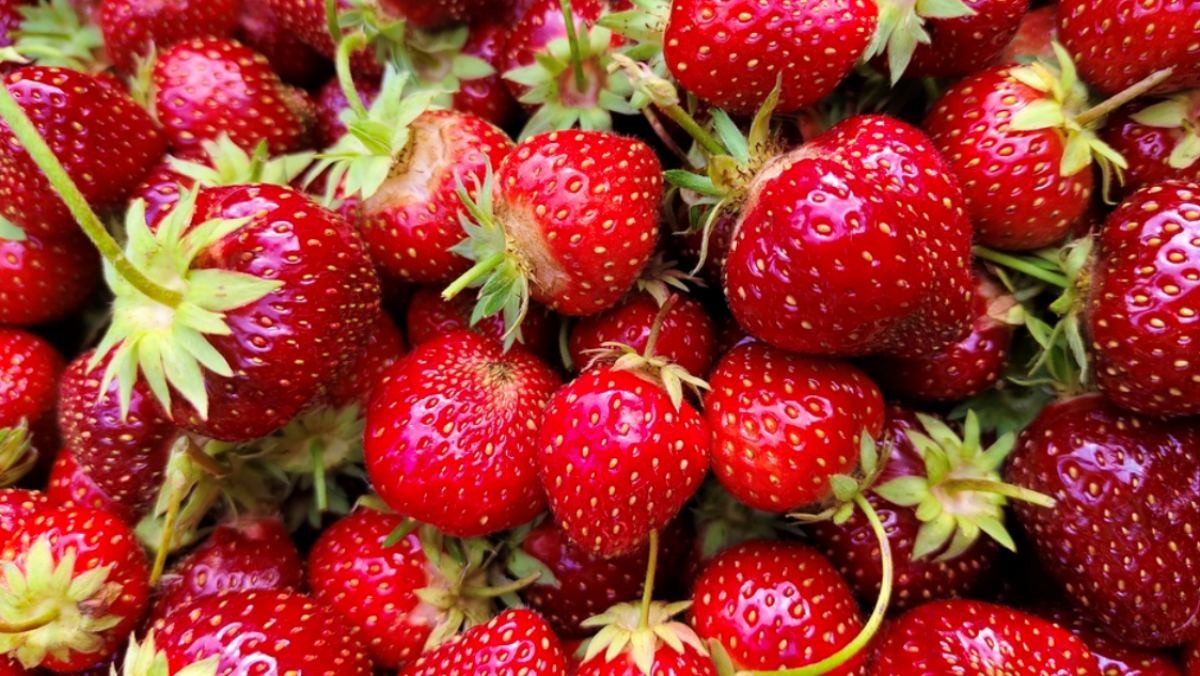 딸기 자료사진. / Lidia Nureeva-shutterstock.com