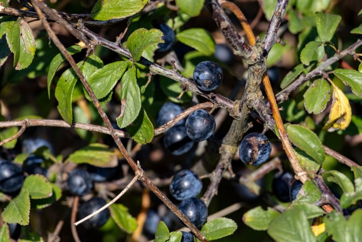 블루베리 자료사진. / Bvbflo1-shutterstock.com