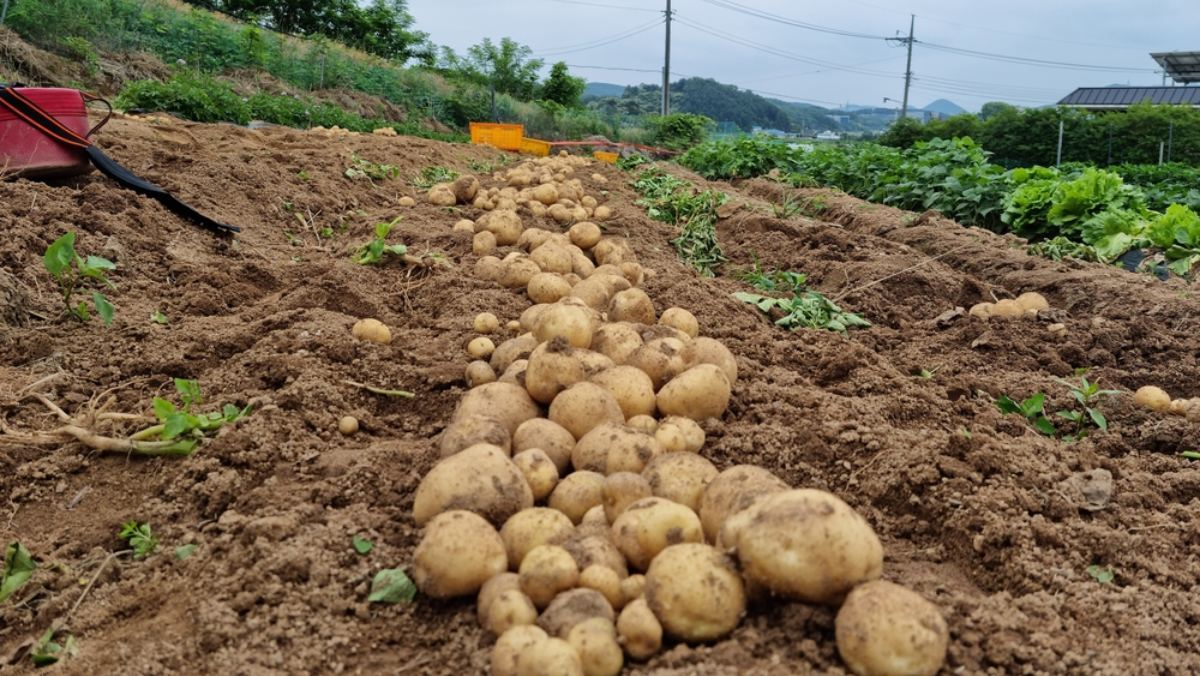짠 음식 좋아하고 맨날 붓는 사람 주목…6월 제철 맞은 '국민 식재료'