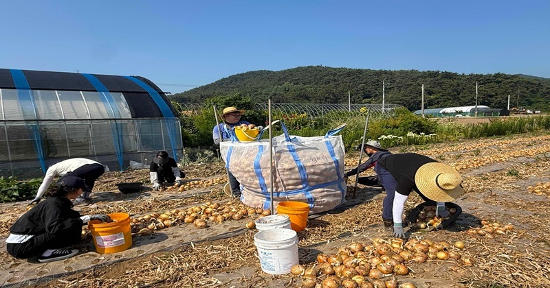 부안군 농촌활력과, 양파 수확 농촌일손돕기 실시