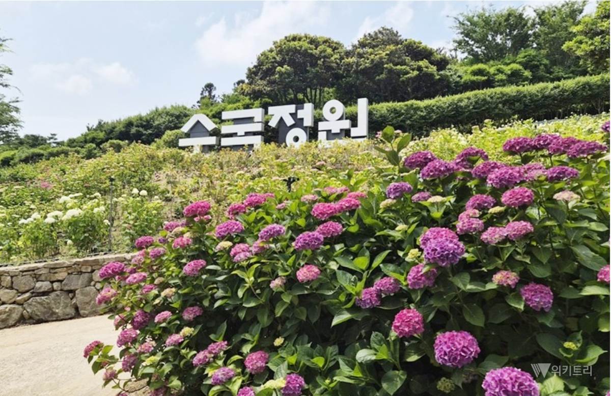 “바다 건너 100만 송이 꽃구름” 신안 도초도 수국축제 19일 개막