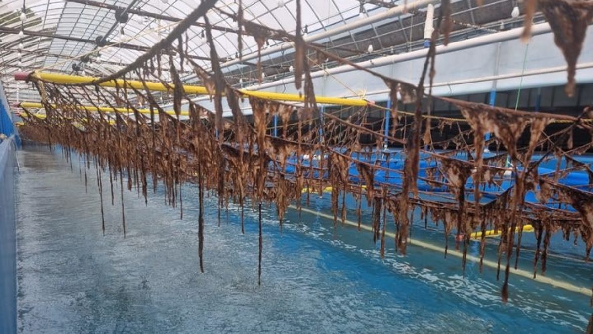 이제는 바다가 아니라 육지에서 키운다… 해외에서 없어 못 파는 한국 대표 수산물