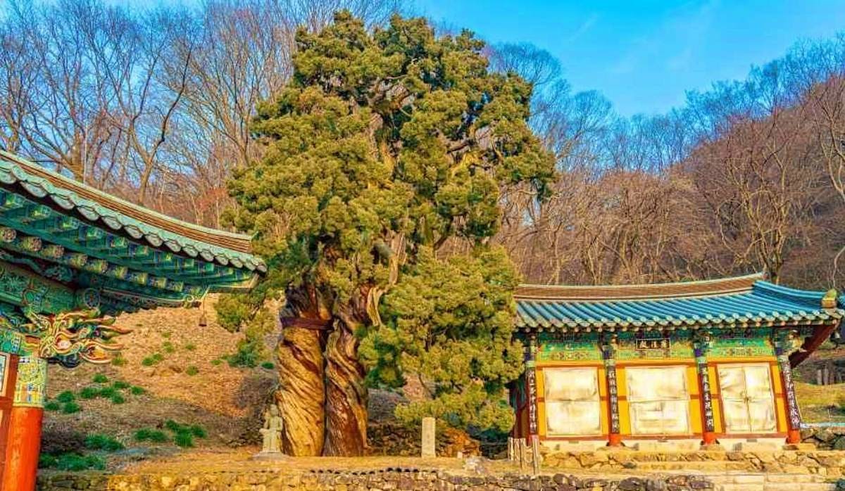 송광사 천자암 쌍향수(곱향나무) / ⓒ한국관광콘텐츠랩