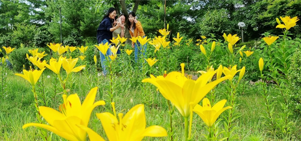 함평엑스포공원 물들인 황금빛 물결… 여름 전령 ‘노랑나리’ 활짝