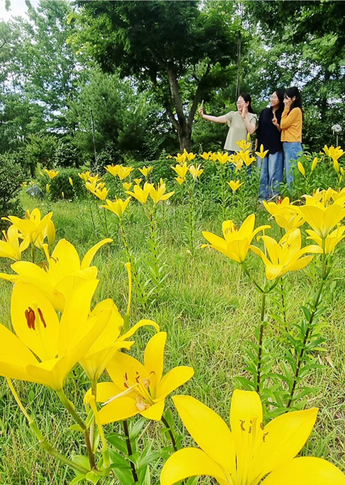 함평엑스포공원 내 주제영상관 입구 동산 일대에는 수많은 노랑나리가 군락을 이루며 활짝 피어나 장관을 연출하고 있다. / 함평군