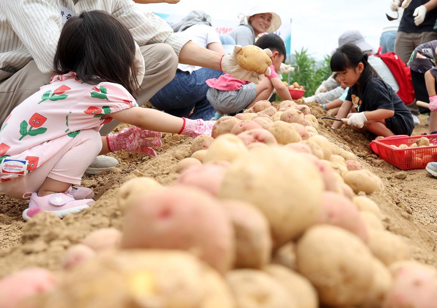 17일 전북 완주군 농촌진흥청 국립식량과학원 전시포에서 열린 우리청 가족 감자 수확 체험 참가자들이 감자를 캐고 있다. / 뉴스1