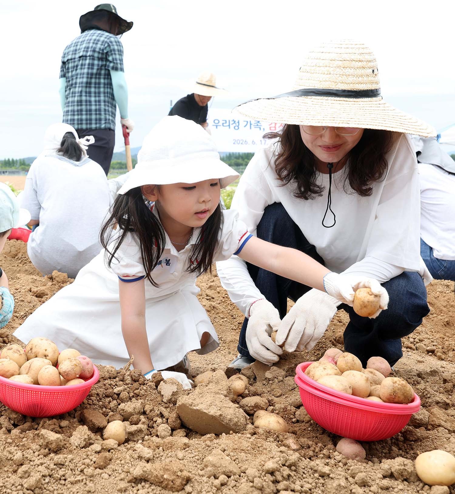 17일 전북 완주군 농촌진흥청 국립식량과학원 전시포에서 열린 우리청 가족 감자 수확 체험 참가자들이 감자를 캐고 있다. / 뉴스1