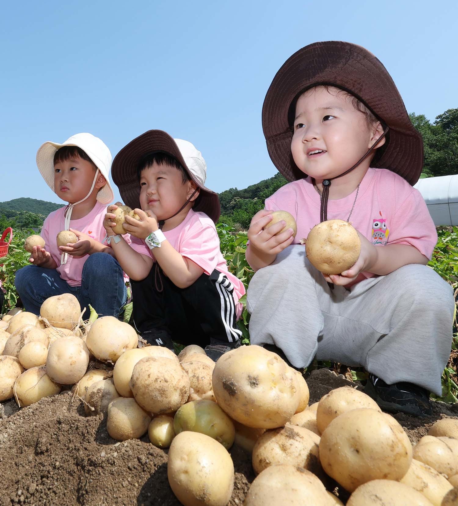 10일 오전 대전 중구 무수동 농촌체험마을에서 어린이집 원생들이 감자 캐기를 체험하고 있다. / 연합뉴스