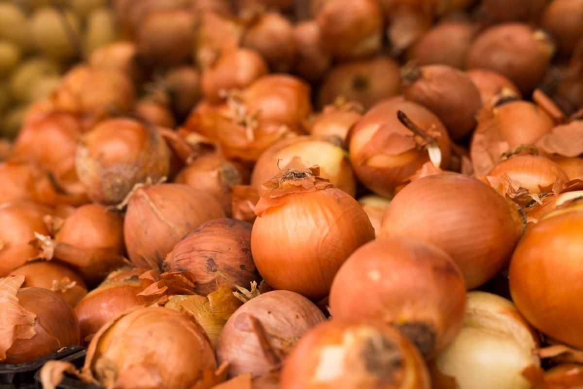 양파 자료사진. / Caftor-shutterstock.com