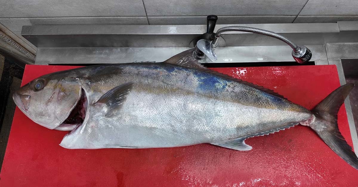 제주 앞바다에서 손으로 끌어올린 '상위 1% 괴물급 물고기'