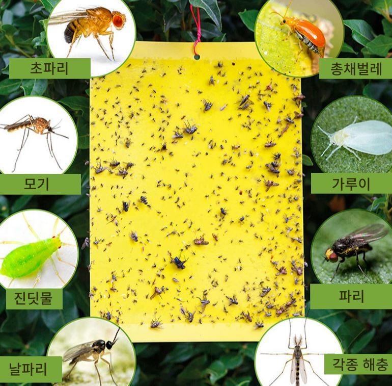 끈끈이 방식으로 초파리와 날파리, 각종 비행성 해충을 잡는 트랩 제품. / 쿠팡 공식 홈페이지