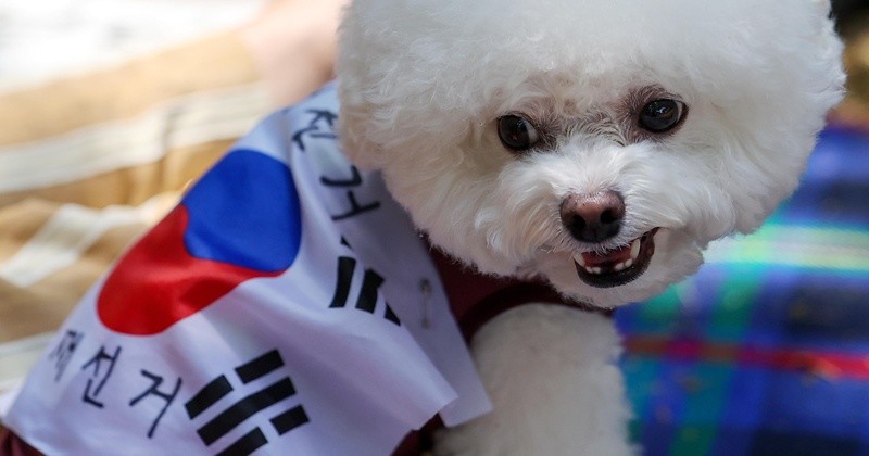 제9회 전국동시지방선거 투표용지 부족 사태에 반발해 시민들이 시위를 하고 있는 9일 서울 송파구 올림픽공원 핸드볼경기장에 설치된 개표소 앞에 한 반려견이 재선거 문구가 적힌 태극기를 두르고 있다. 2026.6.9/뉴스1