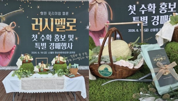'러시멜로' 자료사진. 철원군 등에 따르면 지난 19일 갈말읍 명성어린이공원 공연장에서 '러시멜로 첫 수확 홍보 및 특별 경매행사'가 개최됐다. 이날 경매에는 올해 첫 수확한 러시멜로 3개가 출품됐으며, 경쟁 끝에 각각 60만원, 51만원 등에 낙찰돼 총 낙찰액 171만원을 기록했다.     / 철원군 제공