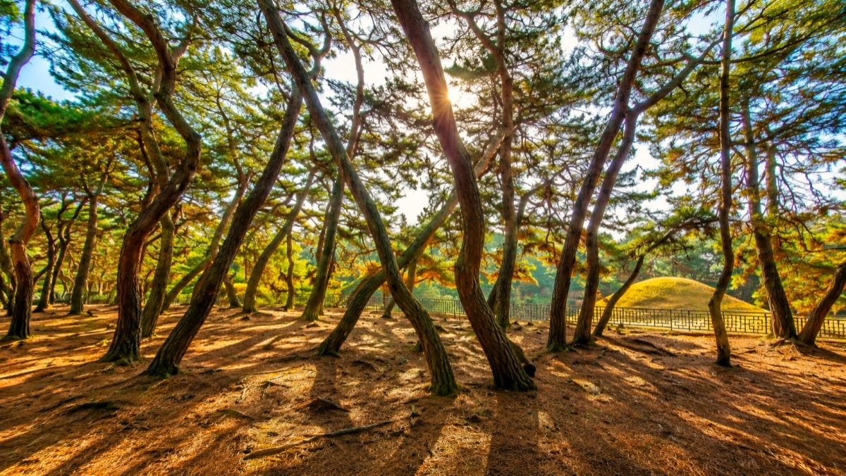 경주 삼릉숲. / 경주시 공식 블로그, AI
